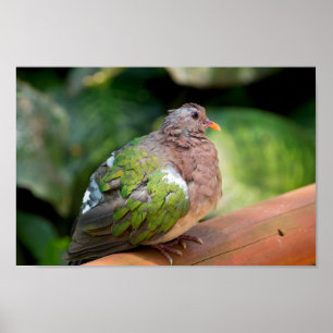 Emerald Dove Profile and Perch Poster