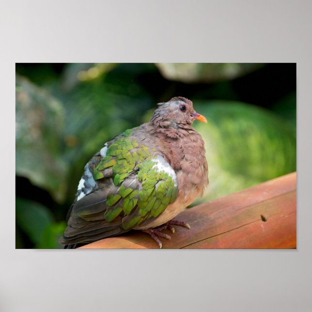 Emerald Dove Profile and Perch Poster (Front)