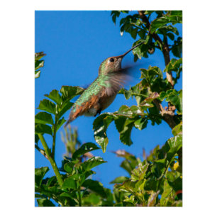 Emerald Flash: Hummingbird in Motion Poster