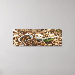 Emerald lizard Salamander in the earth    Canvas Print
