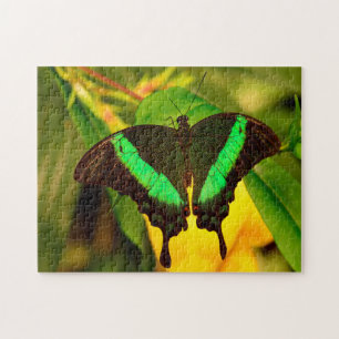 Emerald Swallowtail Butterfly. Jigsaw Puzzle