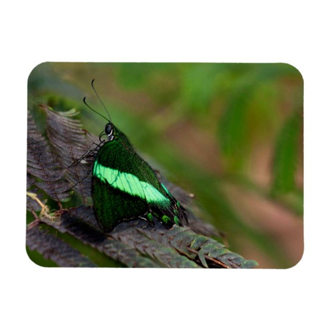 Emerald Swallowtail butterfly Magnet (Horizontal)