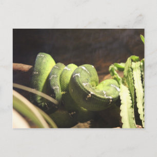 Emerald Tree Boa # 1 Postcard