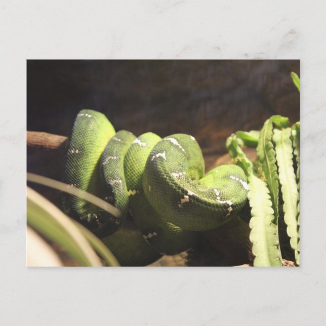 Emerald Tree Boa # 1 Postcard (Front)