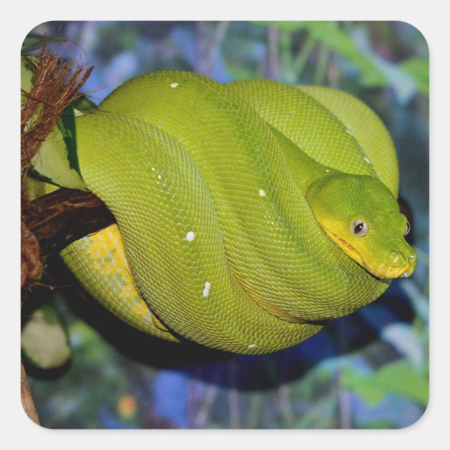 Emerald Tree Boa Snake Square Sticker (Front)