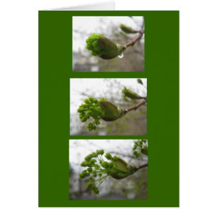 Émergence de ressort