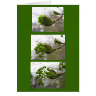 Émergence du printemps