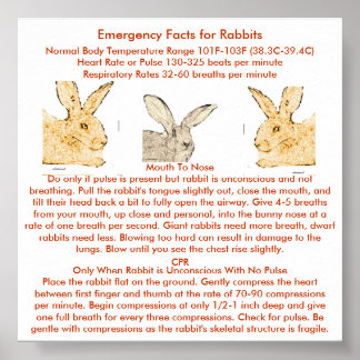 Emergency Facts for Flemish Giant Rabbits Poster