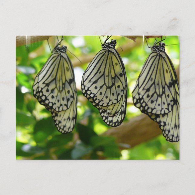 Emerging From Cocoons Postcard (Front)
