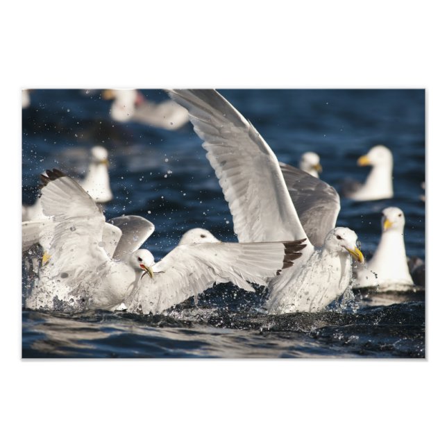 Emerging Gulls Photo Print (Front)