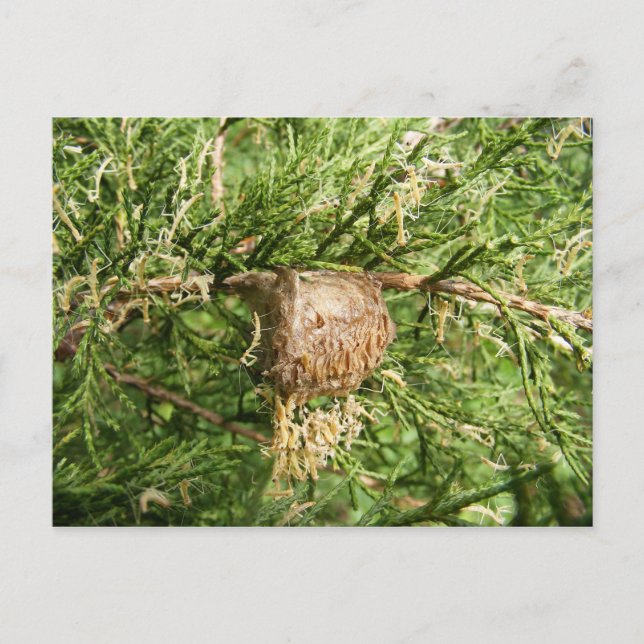 Emerging Mantis ~ postcard (Front)