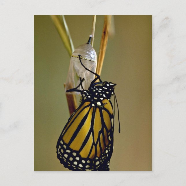 Emerging monarch butterfly postcard (Front)