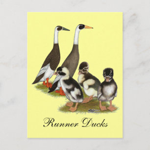 Emery Penciled Runner Duck Family Postcard