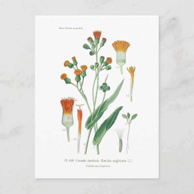 Emilia sagittata postcard (Front)