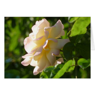 Emily's Rose
