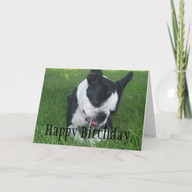 Emma the Boston Terrier enjoying a stick Card (Front)