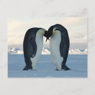 Empereur Penguin Kiss - Carte postale