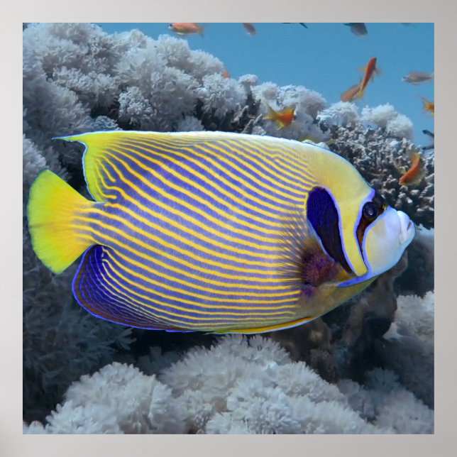 Emperor Angel Fish Poster (Front)
