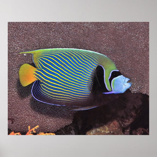 Emperor Angelfish II Poster (Front)