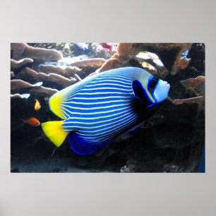 Emperor Angelfish Poster