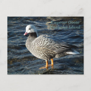Emperor Goose on Unalaska Island Postcard