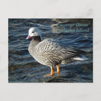 Emperor Goose on Unalaska Island Postcard