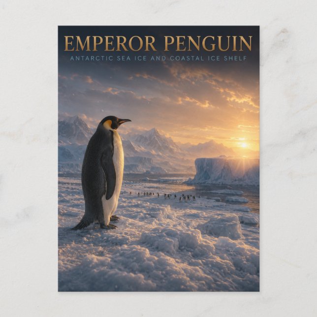 Emperor Penguin Antarctic Ice ANIMALS Postcard (Front)