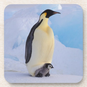 Emperor Penguin   Aptenodytes Coaster