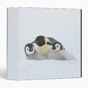 Emperor Penguin (Aptenodytes forsteri) 2 Binder