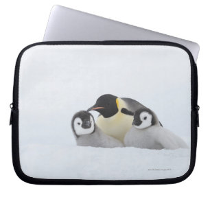 Emperor Penguin (Aptenodytes forsteri) 2 Laptop Sleeve