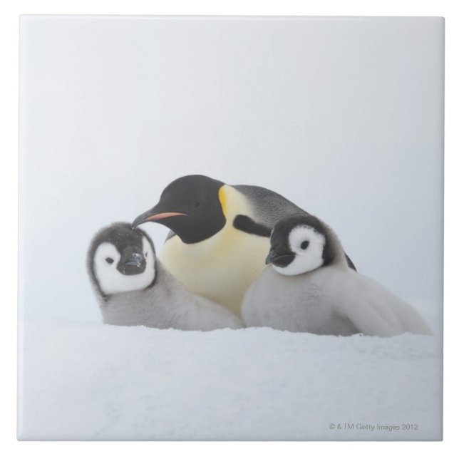 Emperor Penguin (Aptenodytes forsteri) 2 Tile (Front)