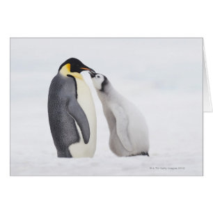 Emperor penguin (Aptenodytes forsteri), chick