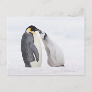 Emperor penguin (Aptenodytes forsteri), chick Postcard