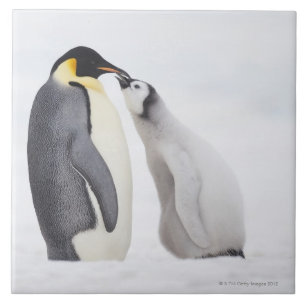 Emperor penguin (Aptenodytes forsteri), chick Tile
