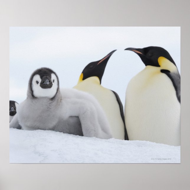 Emperor Penguin (Aptenodytes forsteri) Poster (Front)