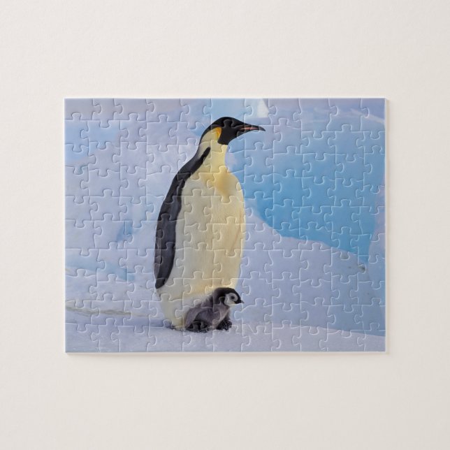 Emperor Penguin | Aptenodytes Jigsaw Puzzle (Horizontal)