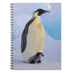 Emperor Penguin   Aptenodytes Notebook