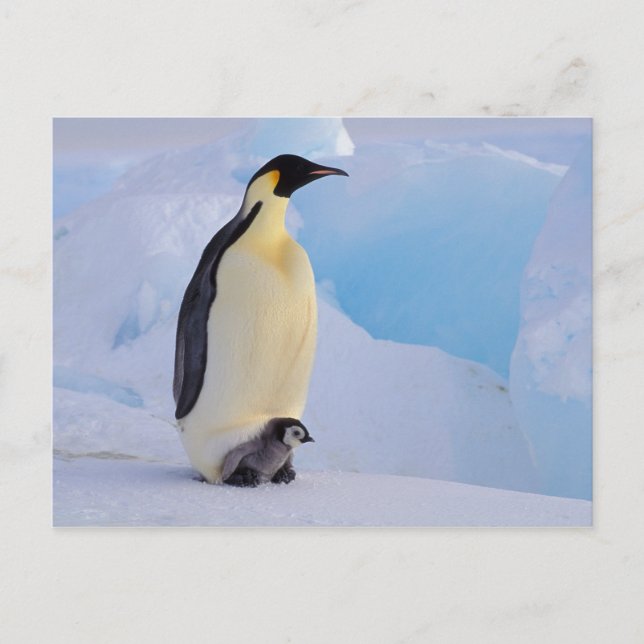 Emperor Penguin | Aptenodytes Postcard (Front)