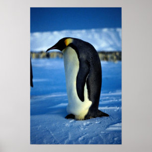 Emperor penguin by moonlight poster