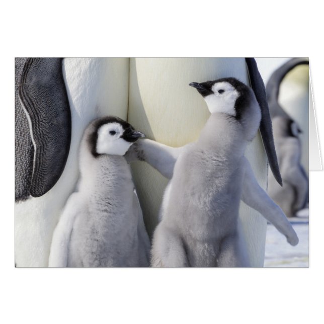 Emperor Penguin Chick (Front Horizontal)