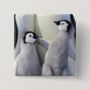 Emperor Penguin Chick 2 Inch Square Button