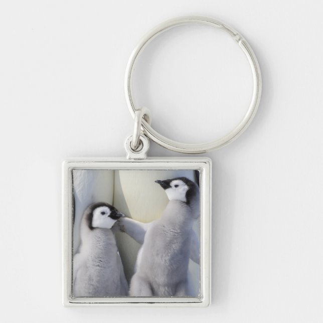 Emperor Penguin Chick Keychain (Front)