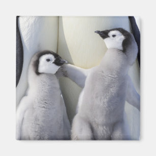 Emperor Penguin Chick Magnet