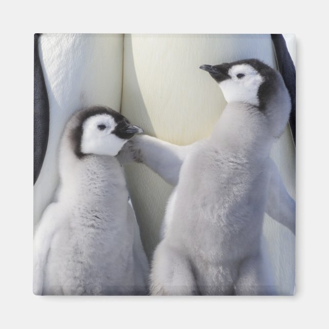Emperor Penguin Chick Magnet (Front)