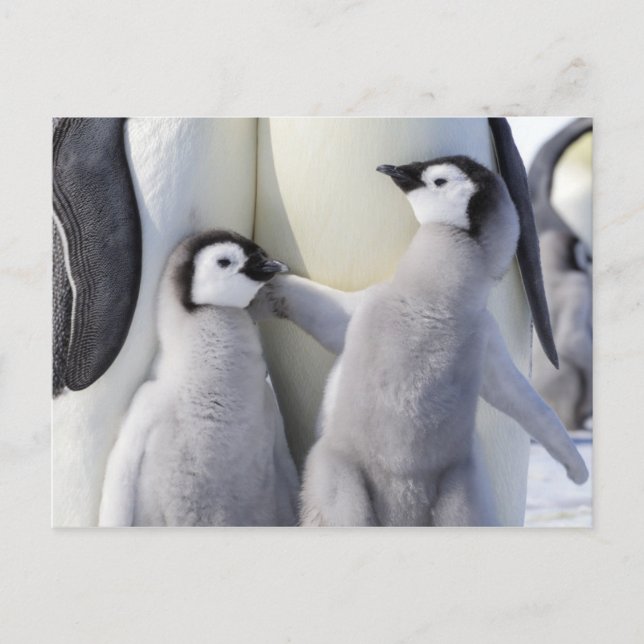 Emperor Penguin Chick Postcard (Front)