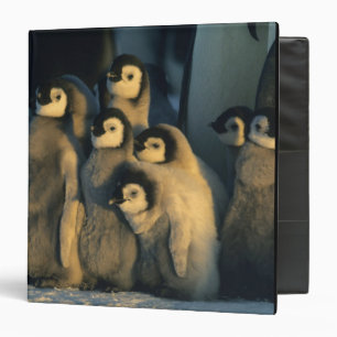 Emperor Penguin chicks in creche, Aptenodytes Binder