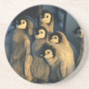 Emperor Penguin chicks in creche, Aptenodytes Coaster