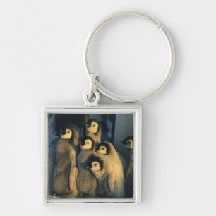 Emperor Penguin chicks in creche, Aptenodytes Keychain