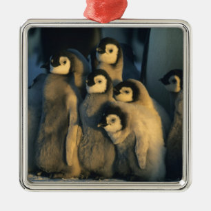 Emperor Penguin chicks in creche, Aptenodytes Metal Ornament