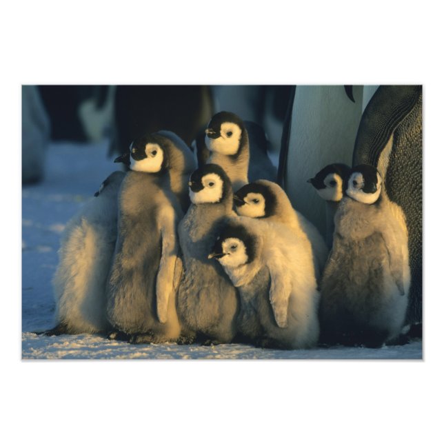 Emperor Penguin chicks in creche, Aptenodytes Photo Print (Front)